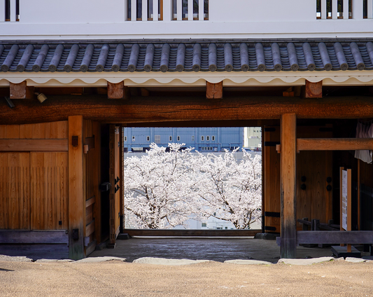 Cherry Blossoms in Kofu, Yamanashi