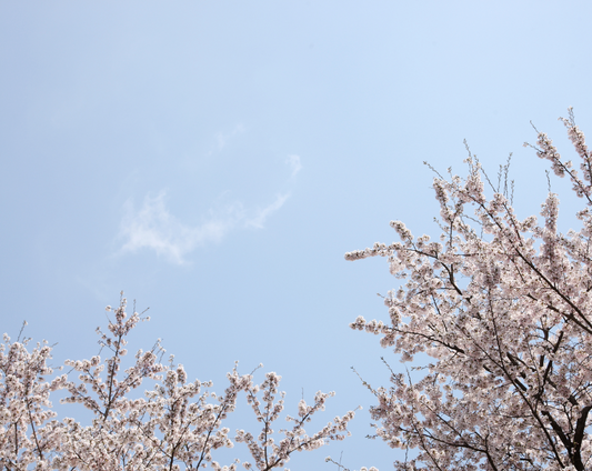 Winter Sakura in Japan