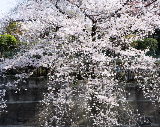 Spring in Japan: Sakura Season, Traditions, and Cultural Beauty